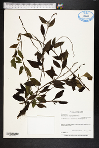 Heliotropium angiospermum image