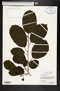 Cordia obliqua image