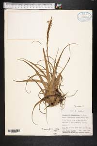 Tillandsia variabilis image