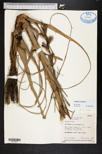 Tillandsia utriculata image