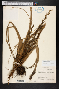 Tillandsia utriculata image