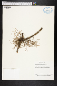 Tillandsia usneoides image