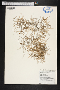 Tillandsia usneoides image