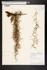 Tillandsia usneoides image