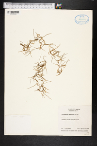 Tillandsia usneoides image