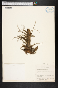 Tillandsia pruinosa image