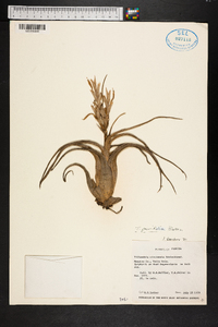 Tillandsia paucifolia image