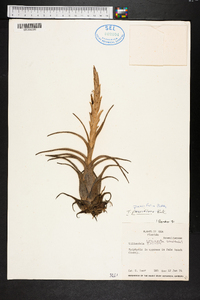 Tillandsia recurvata image