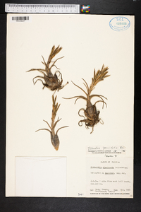 Tillandsia recurvata image