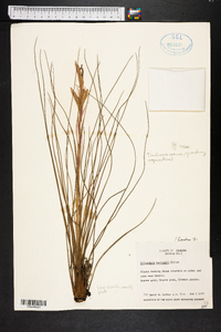 Tillandsia bartramii image