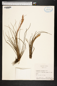 Tillandsia bartramii image