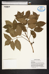 Bursera simaruba image