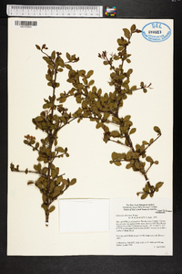 Viburnum obovatum image