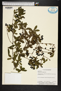 Viburnum obovatum image