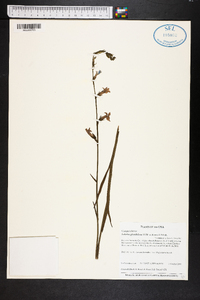 Lobelia glandulosa image