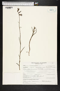 Lobelia glandulosa image