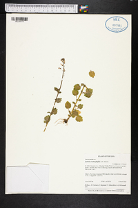 Lobelia homophylla image