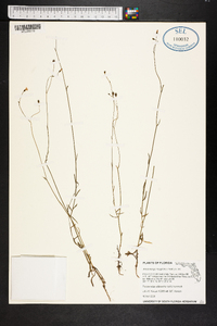 Wahlenbergia marginata image