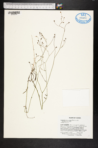 Wahlenbergia marginata image