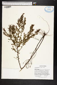 Lechea mucronata image