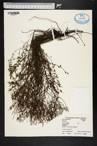 Lechea sessiliflora image