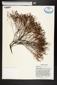 Lechea sessiliflora image