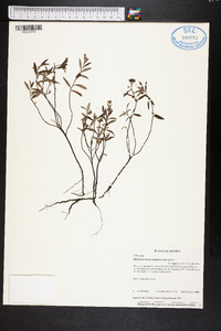 Helianthemum corymbosum image