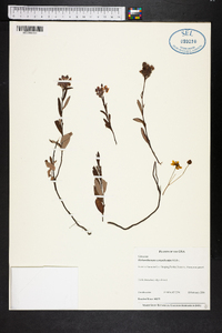 Helianthemum corymbosum image