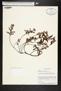 Helianthemum corymbosum image