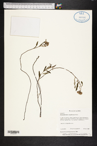 Helianthemum corymbosum image