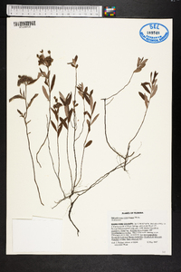 Helianthemum corymbosum image