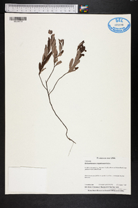 Helianthemum corymbosum image