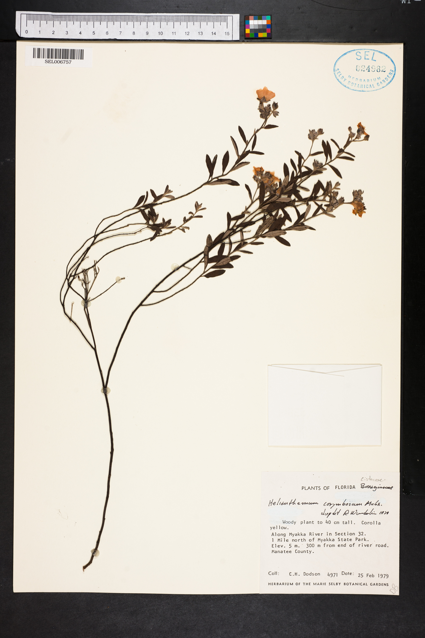 Helianthemum corymbosum image