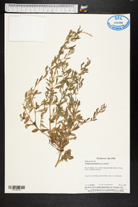 Atriplex pentandra image