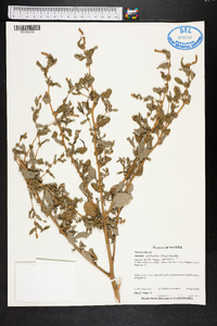 Atriplex pentandra image