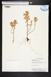 Atriplex pentandra image
