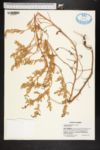 Atriplex pentandra image