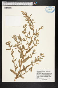 Atriplex pentandra image