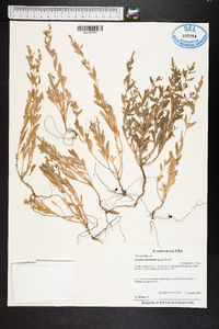 Atriplex pentandra image