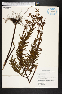 Hypericum cistifolium image