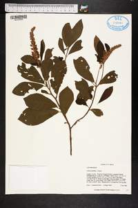 Clethra alnifolia image