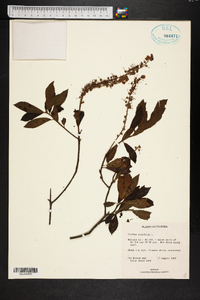 Clethra alnifolia image