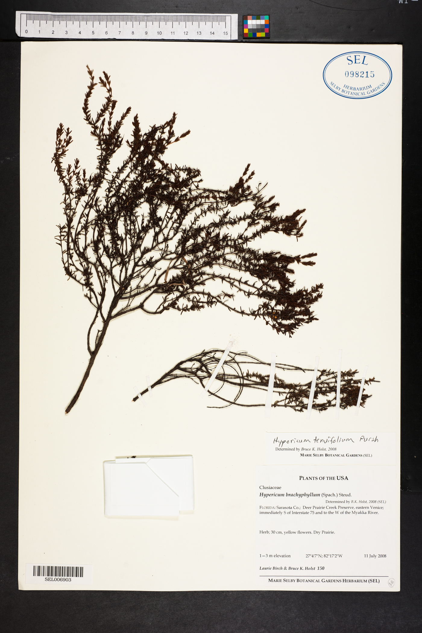 Hypericum piriai image