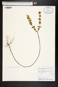 Hypericum tetrapetalum image