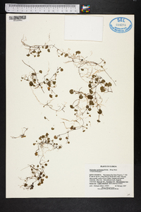 Dichondra carolinensis image