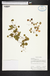 Dichondra carolinensis image