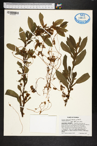 Cuscuta gronovii image