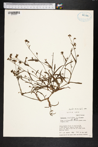 Murdannia nudiflora image