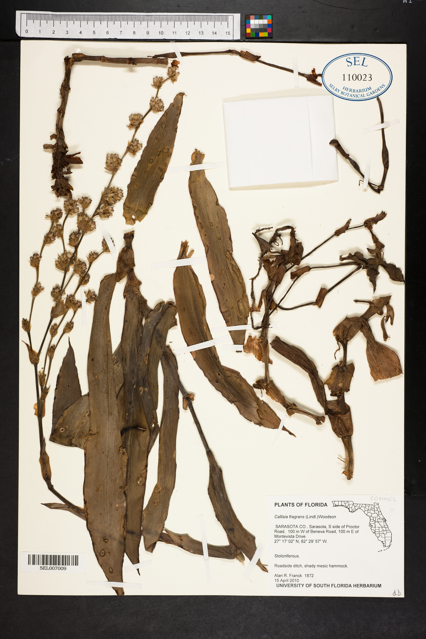 Callisia fragrans image