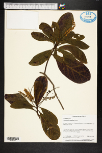 Terminalia muelleri image